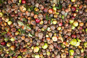 031 | 100 Ronni Kahn: Fighting food waste