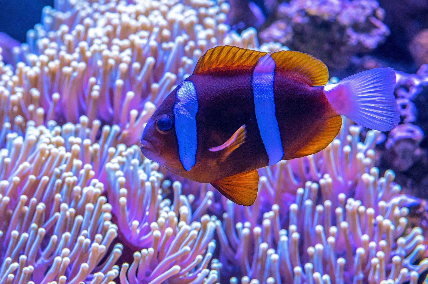 Colourful Creatures at SEA LIFE Sydney Aquarium